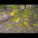 Senna circinnata